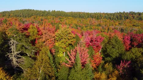 Descending-down-onto-the-beautiful-vibrant-colored-Autumn-treetops-of-a-forest-on-a-sunny-day,-Montreal,-Canada