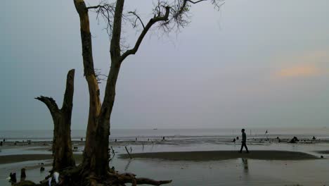 Lonely-person-walking-on-sandy-beach-with-dead-tree-at-dusk-in-Bangladesh,-dolly-shot