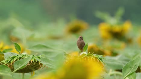 Camera-zooms-out-while-this-bird-looks-around-perched-on-a-sunflower,-Pied-Bushchat-Saxicola-caprata,-Thailand