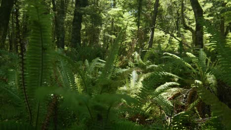 Forest-magic:-Ferns-grace-the-woodland-floor-in-enchanting-stock-footage