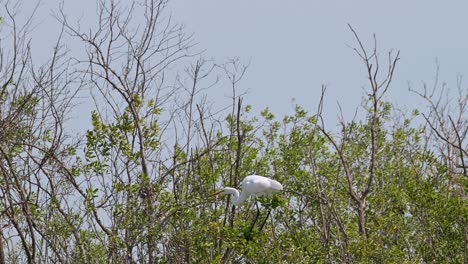 Fighting-the-wind-balancing-its-big-body-on-top-of-a-mangrove-tree-as-the-camera-zooms-out,-Great-Egret-Ardea-alba,-Thailand