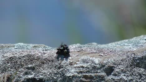 Macro-marvel:-Swarm-of-flies-engaged-in-a-feeding-frenzy