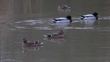 Male-and-female-Mallard-Ducks-on-lake-in-winter