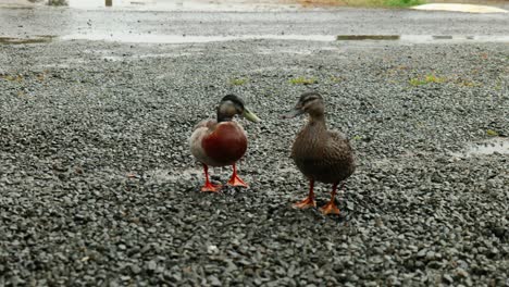Ducks-gracefully-approach-in-this-captivating-stock-footage