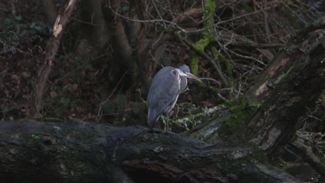 A-Grey-Heron,-Ardea-cinerea,-perched-on-fallen-trunk-beside-a-lake