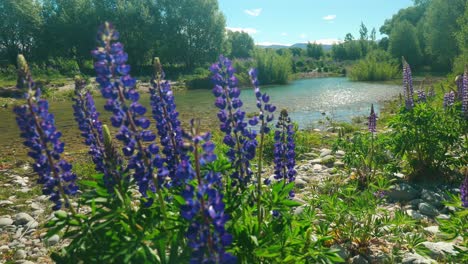 Discover-tranquillity-with-our-captivating-stock-footage:-Lupin-flowers-sway-gracefully-by-a-flowing-river