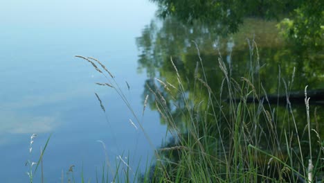 Lakeside-serenity:-Grass-sways-gracefully-in-the-wind