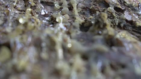 Closeup-of-the-resin-on-the-trunk-of-a-pine-tree