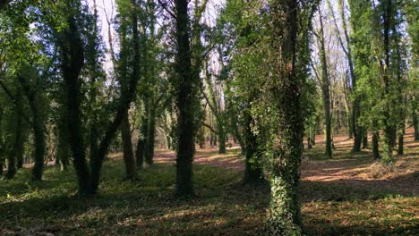 Bosques-Con-Troncos-De-árboles-Cubiertos-De-Enredaderas-Durante-El-Día.