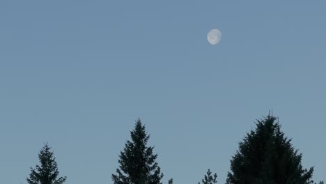 Luna-Moviéndose-En-El-Cielo-Despejado-Sobre-árboles-Coníferos-En-Noruega