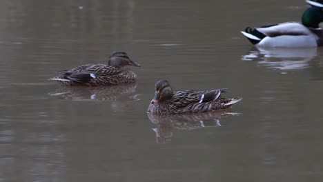 Mallard-Ducks,-Anas-platyrhynchos,-on-lake-in-winter