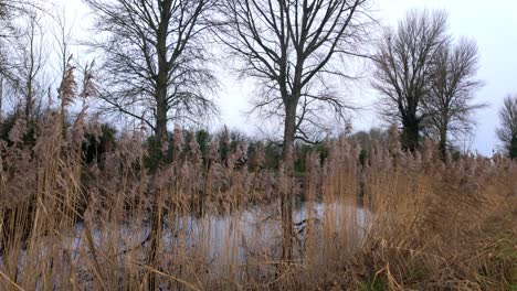 royal-canal-Athy-Kildare-rushes-growing-on-canal-bank-in-winter