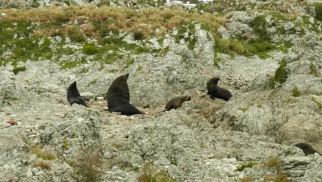 Adorable-scene:-Four-seals-enjoying-a-peaceful-nap