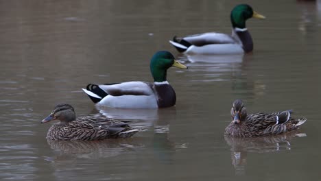 Small-flock-of-male-and-female-Mallard-Ducks,-Anas-platyrhynchos