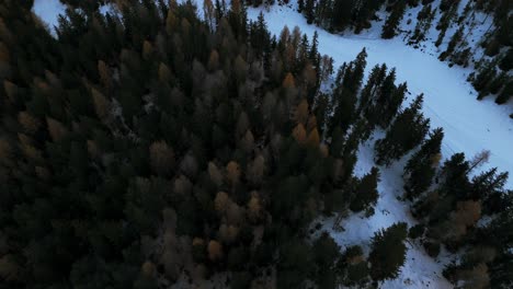 Coniferous-forest-on-snowy-mountains.-Aerial-top-down-forward