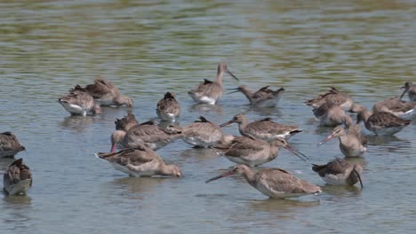 Rapid-attack-on-their-food-found-under-neath-the-depth-of-water-in-the-mud,-Black-tailed-Godwit-Limosa-limosa,-Thailand