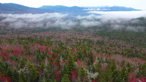 Leuchtend-Herbstlich-Gefärbte-Fichtenwipfel-Auf-Der-Hemmung-Des-Mount-Washington,-New-Hampshire,-USA