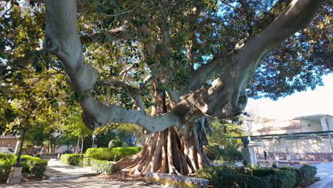 Majestic-giant-tree-with-expansive-roots-in-a-park-in-Cádiz,-Spain