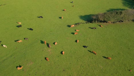 Herd-Of-Domestic-Cattle-In-The-Green-Pasture-In-Zas,-A-Coruña,-Spain