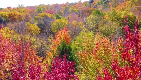 Umkreist-Die-Leuchtend-Roten-Und-Glänzenden-Herbstlich-Gefärbten-Blätter-Eines-Baumes-In-Einem-Wald-In-Kanada