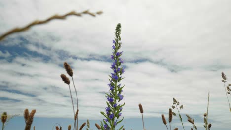 Lila-Blumenzauber:-Nahaufnahme-Von-Blüten-Unter-Verträumten-Wolken-In-Fesselnden-Stockvideos