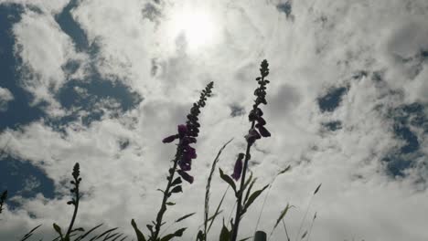 Dreamy-lupins-dance-beneath-billowing-clouds-in-the-wind