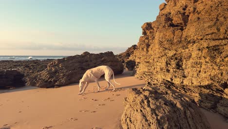 Greyhound-at-the-beach-at-sunset,-stands-up