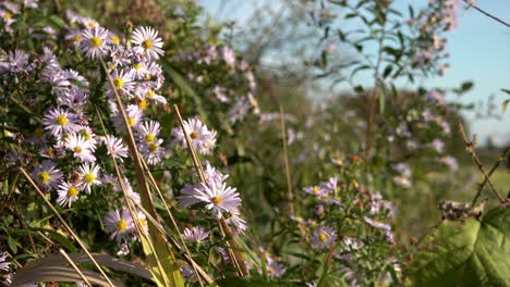 A-lush-and-green-hedgerow-is-dominated-by-lavender-Aster-Frikartii-Monch-flowers-blowing-in-a-breeze-as-bees-fly-between-flowers-collecting-pollen-under-a-bright-blue-sky