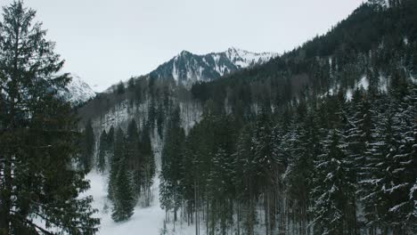 Luftaufnahme-Eines-Dichten-Winterwaldes-Mit-Schneebedeckten-Berggipfeln-Im-Hintergrund