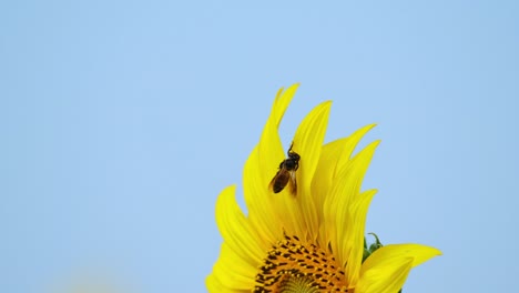 Bee-struggling-to-free-itself-from-a-petal,-lovely-blue-sky,-Common-Sunflower-Helianthus-annuus,-Thailand