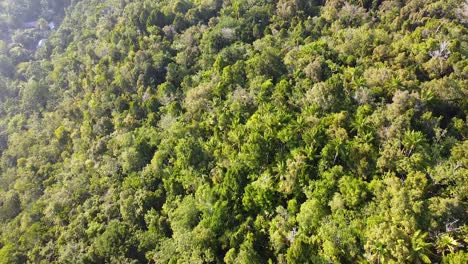 Vuelo-Aéreo-Sobre-La-Selva-Tropical-De-árboles-Verdes-En-Una-Isla-Tropical-En-Raja-Ampat,-Papua-Occidental,-Indonesia