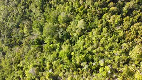Erhebt-Sich-Hoch-über-Dem-Dichten-Regenwalddach-Aus-Grünen-Bäumen-Auf-Einer-Abgelegenen-Tropischen-Insel-In-Raja-Ampat,-West-Papua,-Indonesien