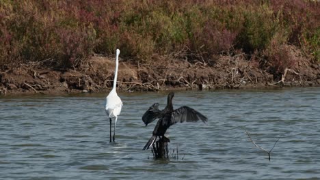Passing-by-a-Little-Cormorant-while-Wading-towards-the-left,-Intermediate-Egret-Ardea-intermedia,-Thailand