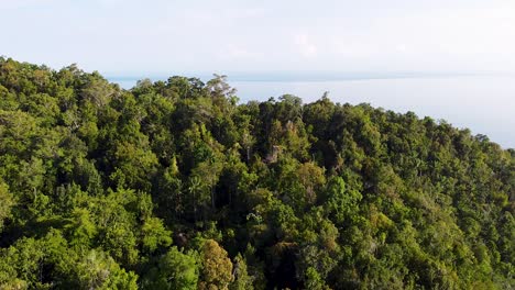 Drones-Aéreos-Se-Elevan-Lentamente-Sobre-Los-árboles-De-La-Selva-Tropical-Para-Revelar-Vistas-Del-Océano-En-Una-Remota-Isla-Tropical-En-Raja-Ampat,-Papua-Occidental,-Indonesia