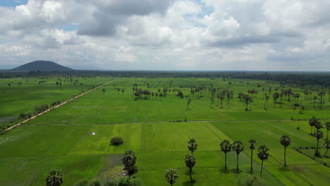 Drohnen-Steigen-über-üppige,-Flache-Reisfelder-In-Siem-Reap,-Kambodscha