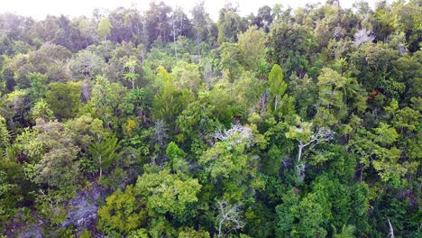 Aerial-view-revealing-a-variety-of-tropical-rainforest-trees-on-Kri-Island-in-Raja-Ampat,-West-Papua,-Indonesia