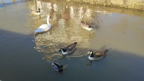 Cisne-Rodeado-Por-Gansos-En-El-Río-Támesis,-Richmond-Upon-Thames