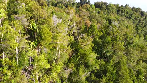 Erhebt-Sich-Durch-Den-Regenwald-Tropischer-Grüner-Bäume-Auf-Einer-Abgelegenen-Insel-In-Raja-Ampat,-West-Papua,-Indonesien,-Luftaufnahme-Einer-Drohne