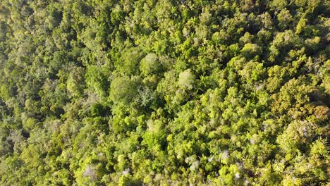 Aerial-drone-view-lowering-towards-green-trees-of-tropical-rainforest-in-Raja-Ampat,-West-Papua,-Indonesia