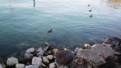 A-wild-duck-swims-to-it's-flock-close-to-the-rocky-shore-of-Lake-Balaton-in-Balatonfüred,-Hungary