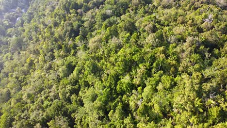 Marcha-Atrás-Muy-Por-Encima-De-La-Selva-Tropical-De-árboles-Verdes-En-Un-Destino-De-Isla-Tropical-En-Raja-Ampat,-Papua-Occidental,-Indonesia