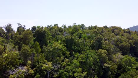 Abstieg-Durch-Dichten-Regenwald-Aus-Grünen-Bäumen-Auf-Einer-Abgelegenen-Tropischen-Insel-In-Raja-Ampat,-West-Papua,-Indonesien,-Luftaufnahme-Einer-Drohne