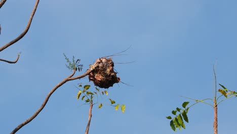 Ameisennest-Bewegt-Sich-Mit,-Während-Die-Kamera-An-Einem-Windigen-Tag-Mit-Blauem-Himmel-Herauszoomt,-Formicoidea,-Thailand