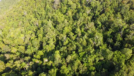 Aerial-drone-flight-reversing-high-above-rainforest-canopy-with-dense-green-trees-in-Raja-Ampat,-West-Papua,-Indonesia