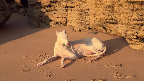 Weißer-Windhund-Sitzt-Im-Sand-Und-Fängt-Das-Sonnenlicht-Ein,-Strand,-Tag
