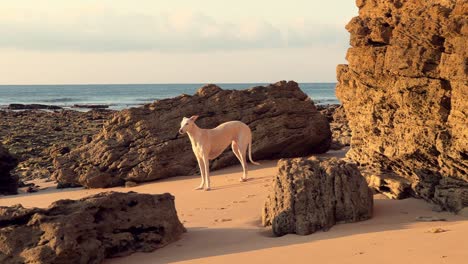 Greyhound-standing-on-rocky-beach-at-sunset,-trucking-right,-day