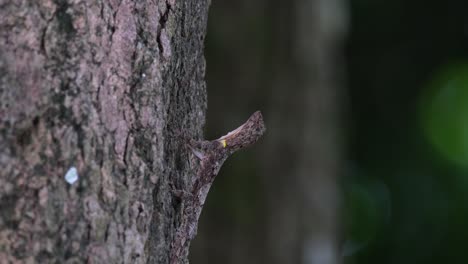 Sticking-it's-body-out-looking-for-insects-on-the-bark-of-the-tree-in-the-forest,-Spotted-Flying-Dragon-Draco-maculatus,-Thailand