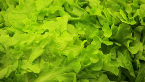 Close-up-of-fresh-green-lettuce-leaves,-vibrant-and-ready-for-healthy-salads