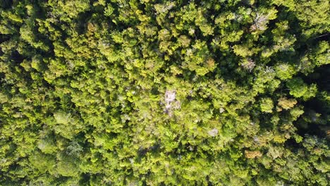 Vista-Aérea-De-Drones-Que-Se-Eleva-Sobre-Los-árboles-Verdes-De-La-Selva-Tropical-En-Una-Remota-Isla-Tropical-En-Raja-Ampat,-Papua-Occidental,-Indonesia