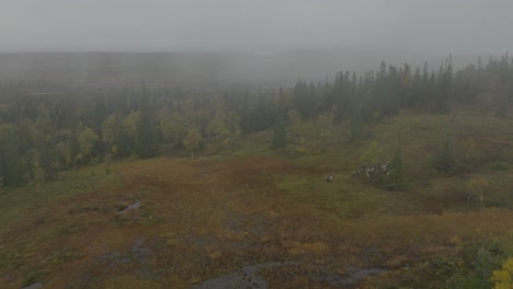 Drone-areial-footage-of-rain-deers,-in-a-misty-Swedish-mountain-environment